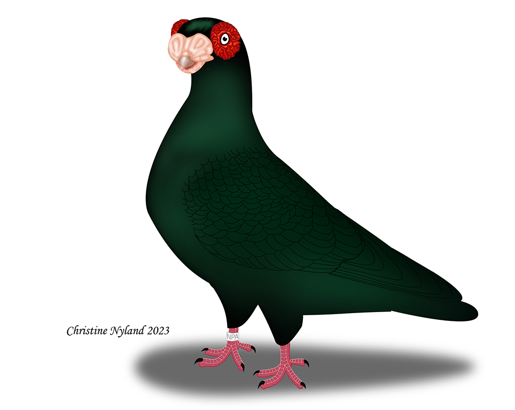 English Barb