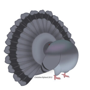Fantail