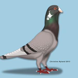 Syrian Dewlap