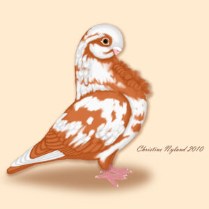 African Owl - Pied