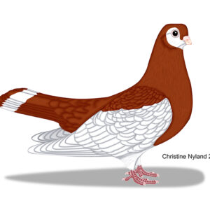 Rzhev Ribbon Tail